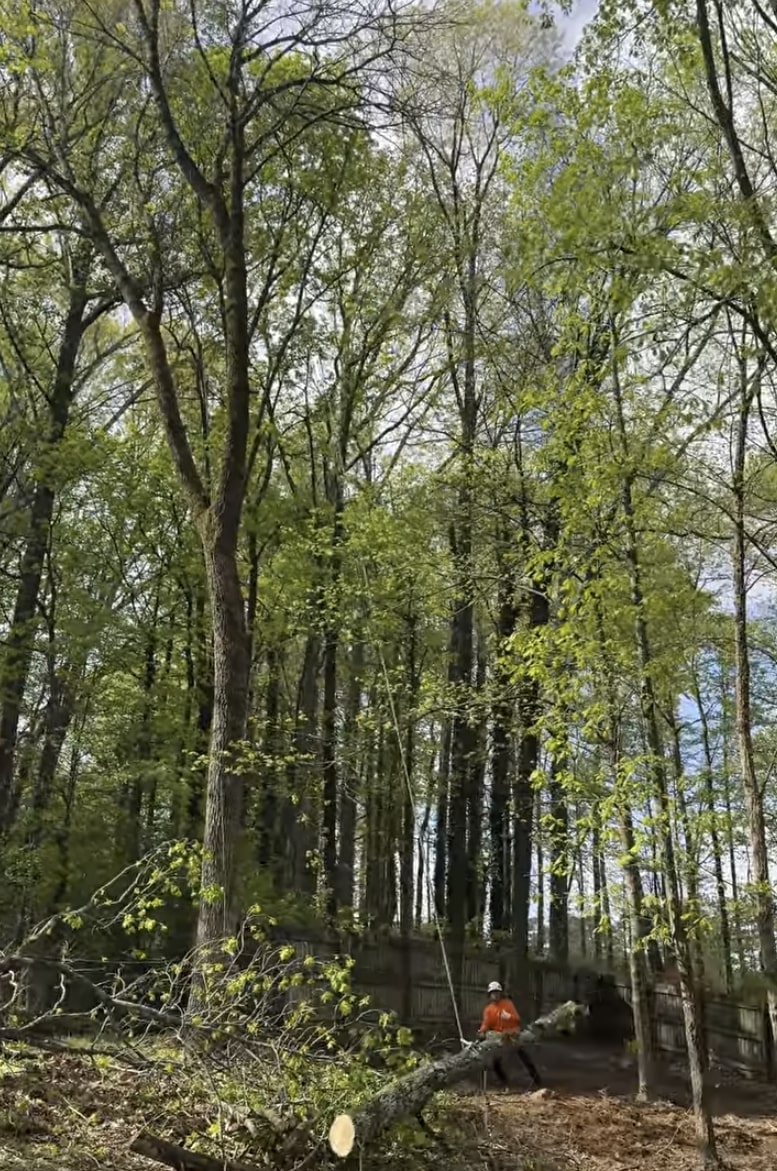 Professional tree service crew working safely in Port Arthur, TX