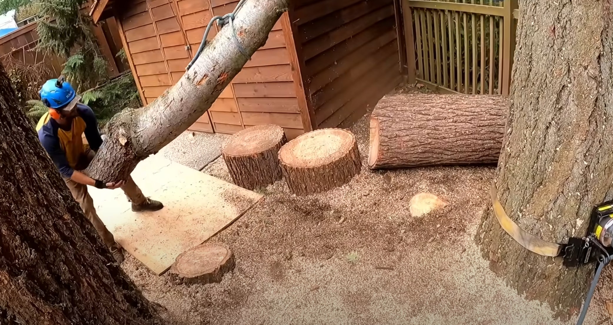 Expert tree removal service showing precision cuts in Port Arthur, TX